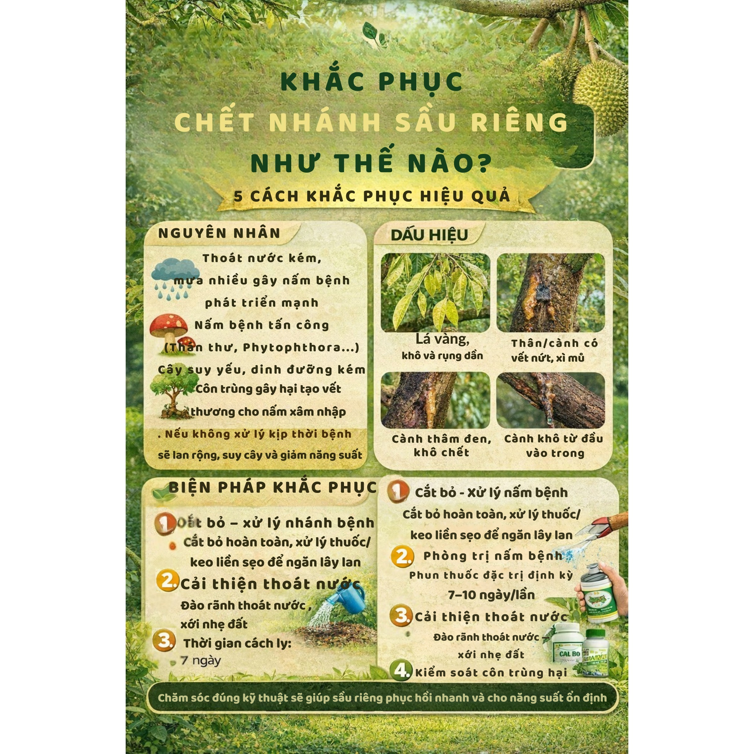 KHAC PHUC CHET NHANH SAU RIENG NHU THE NAO