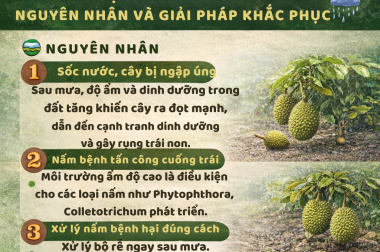 SẦU RIÊNG RỤNG TRÁI NON SAU MƯA LỚN – NGUYÊN NHÂN VÀ GIẢI PHÁP XỬ LÝ HIỆU QUẢ