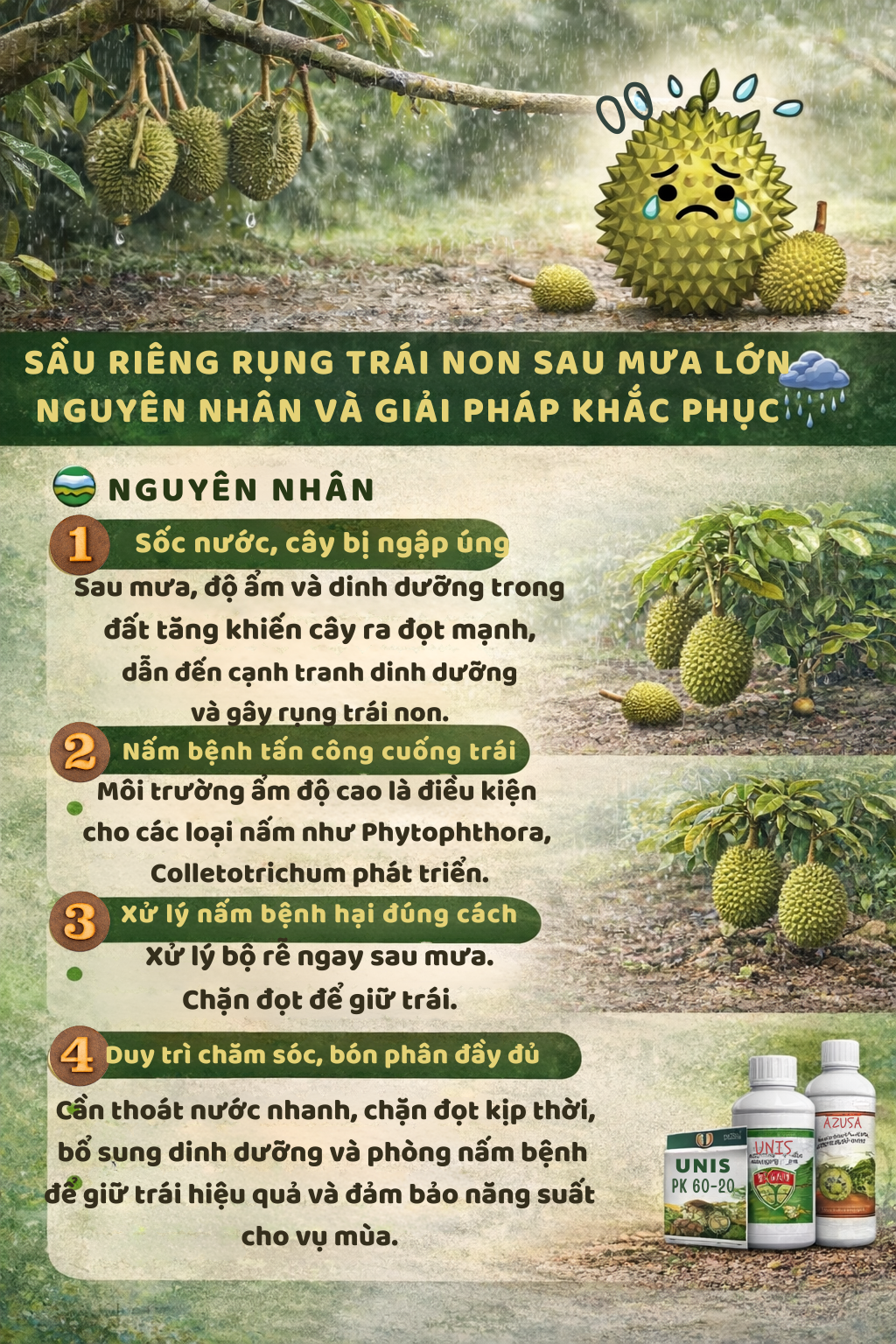 SAU RIENG RUNG TRAI NON SAU MUA LON NGUYEN NHAN VA GIAI PHAP KHAC PHUC
