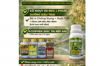 THỜI ĐIỂM PHUN THUỐC SAU XỔ NHỤY SẦU RIÊNG – GIẢI PHÁP CHỐNG RỤNG TRÁI NON HIỆU QUẢ