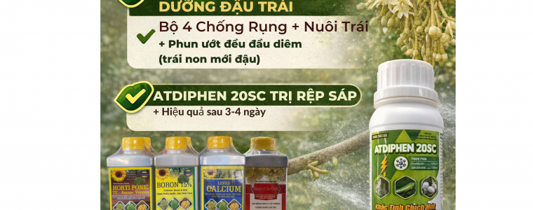 THOI DIEM PHUN THUOC SAU XO NHUY SAU RIENG