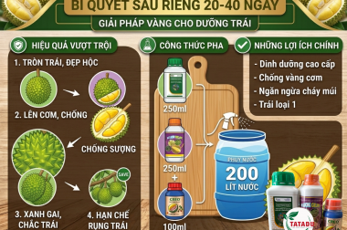 BÍ QUYẾT CHỈNH TRÒN TRÁI, LÊN CƠM, CHỐNG SƯỢNG SẦU RIÊNG GIAI ĐOẠN 20-40 NGÀY