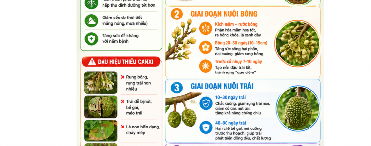 CAC GIAI DOAN BO SUNG CANXI DUNG LUC