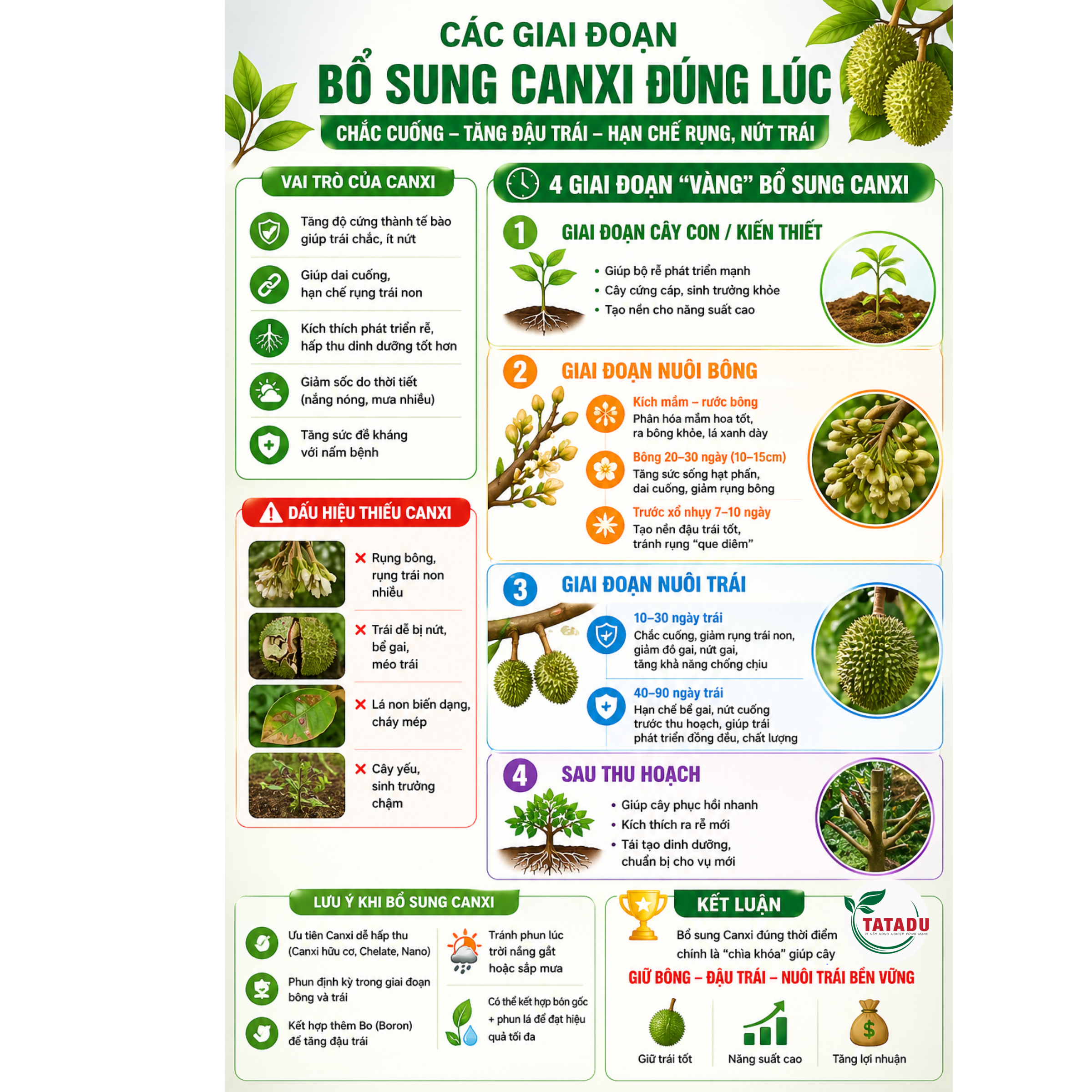 CAC GIAI DOAN BO SUNG CANXI DUNG LUC