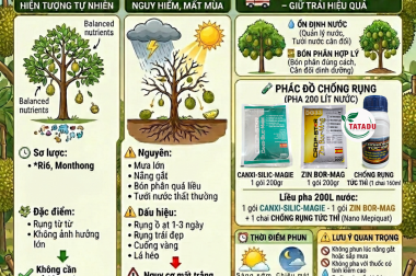 SẦU RIÊNG RỤNG TRÁI HÀNG LOẠT? 3 DẤU HIỆU CẢNH BÁO CÂY ĐANG BỊ SỐC NẶNG