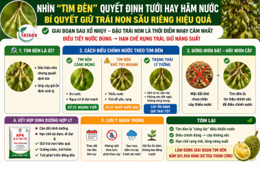 NHÌN “TIM ĐÈN” QUYẾT ĐỊNH TƯỚI HAY HÃM NƯỚC – BÍ QUYẾT GIỮ TRÁI NON SẦU RIÊNG HIỆU QUẢ
