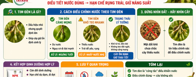 NHIN TIM DEN QUYET DINH TUOI HAY HAM NUOC – BI QUYET GIU TRAI NON SAU RIENG HIEU QUA