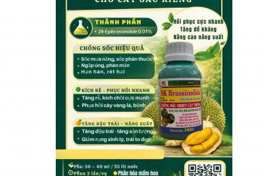 NK BRASSINOLIDE – GIẢI PHÁP CHỐNG SỐC HIỆU QUẢ CHO CÂY SẦU RIÊNG