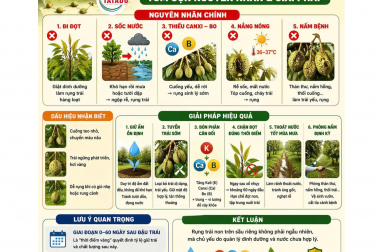 SAI LẦM KHIẾN SẦU RIÊNG RỤNG TRÁI NON HÀNG LOẠT – NGUYÊN NHÂN & GIẢI PHÁP HIỆU QUẢ