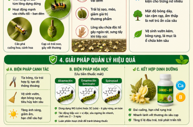 SÂU LÔNG HẠI BÔNG & TRÁI NON SẦU RIÊNG – NHẬN DIỆN SỚM, XỬ LÝ NHANH, GIỮ TRÁI HIỆU QUẢ