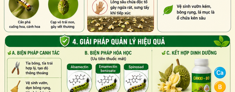SAU LONG HAI BONG VA TRAI NON SAU RIENG