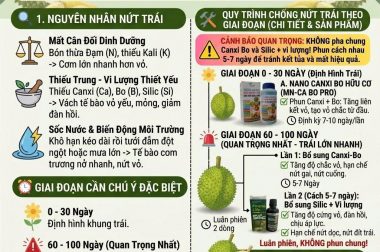 SẦU RIÊNG NỨT TRÁI: GIẢI PHÁP CHỐNG NỨT HIỆU QUẢ THEO TỪNG GIAI ĐOẠN