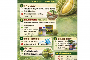 SẦU RIÊNG NUÔI TRÁI TỪ 50 NGÀY – GIAI ĐOẠN QUYẾT ĐỊNH TRÁI ĐẸP HAY XẤU