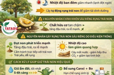 THỜI TIẾT THẤT THƯỜNG – NGUYÊN NHÂN KHIẾN SẦU RIÊNG RỤNG TRÁI NON VÀ CÁCH XỬ LÝ HIỆU QUẢ