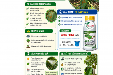 BỆNH TẢO ĐỎ TRÊN CÂY SẦU RIÊNG: NGUYÊN NHÂN, DẤU HIỆU VÀ CÁCH TRỊ HIỆU QUẢ BẰNG CLEARmax