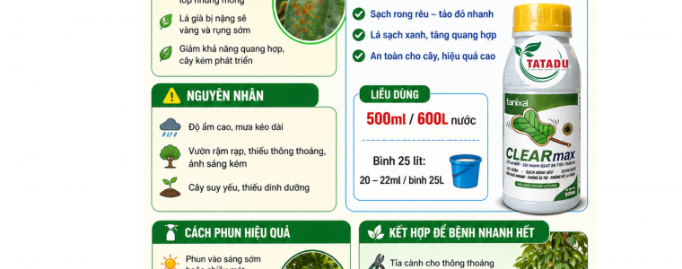 TRI TAO DO TREN CAY SAU RIENG