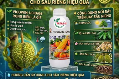 VICOwin-UCIDAM RONG BIỂN NÂU – GIẢI PHÁP CHỐNG SỐC, TĂNG ĐẬU TRÁI CHO SẦU RIÊNG HIỆU QUẢ