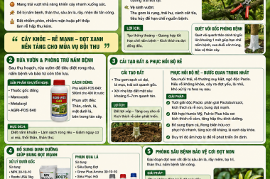 QUY TRÌNH PHỤC HỒI SẦU RIÊNG SAU THU HOẠCH HIỆU QUẢ