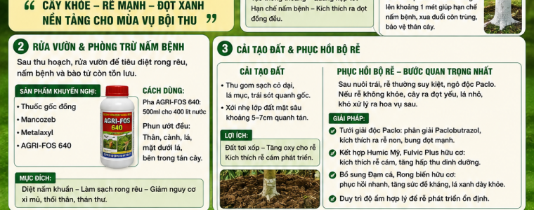 QUY TRÌNH PHỤC HỒI SẦU RIÊNG SAU THU HOẠCH HIỆU QUẢ