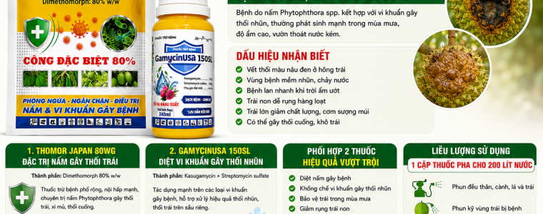 BỆNH THỐI TRÁI, THỐI HÔNG TRÁI TRÊN CÂY SẦU RIÊNG GIẢI PHÁP ĐẶC TRỊ HIỆU QUẢ BẰNG THOMOR JAPAN 80WG + GAMYCINUSA 150SL