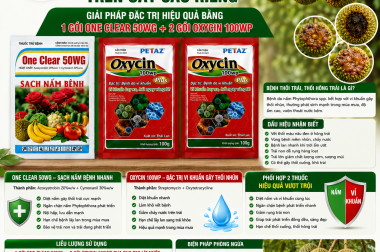BỆNH THỐI TRÁI, THỐI HÔNG TRÁI SẦU RIÊNG – GIẢI PHÁP PHÒNG TRỊ HIỆU QUẢ BẰNG ONE CLEAR 50WG + OXYCIN 100WP