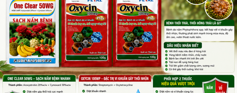 GIẢI PHÁP PHÒNG TRỊ BỆNH THỐI TRÁI, THỐI HÔNG TRÁI SẦU RIÊNG HIỆU QUẢ BẰNG ONE CLEAR 50WG + OXYCIN 100WP