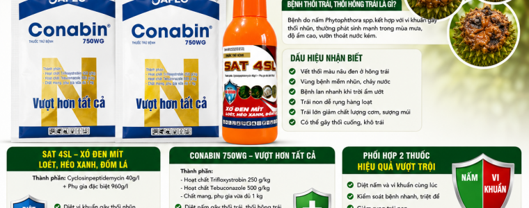 BỆNH THỐI TRÁI, THỐI HÔNG TRÁI SẦU RIÊNG – GIẢI PHÁP ĐẶC TRỊ HIỆU QUẢ BẰNG SAT 4SL + CONABIN 750WG