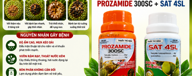 BỆNH THỐI TRÁI, THỐI HÔNG TRÁI TRÊN CÂY SẦU RIÊNG GIẢI PHÁP HIỆU QUẢ VỚI PROZAMIDE 300SC + SAT 4SL
