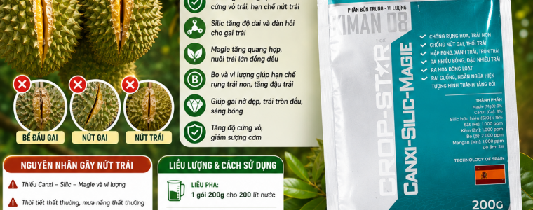 BỂ ĐẦU GAI – NỨT GAI – NỨT TRÁI TRÊN SẦU RIÊNG: NGUYÊN NHÂN VÀ GIẢI PHÁP PHÒNG NGỪA HIỆU QUẢ
