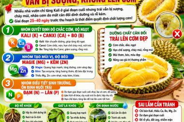 SAI LẦM LỚN KHIẾN SẦU RIÊNG BÓN KALI VẪN BỊ SƯỢNG, KHÔNG LÊN CƠM