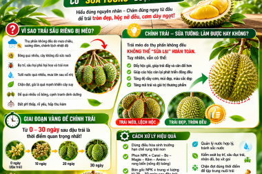SẦU RIÊNG MÉO TRÁI, LỆCH HỘC – CÓ “SỬA TƯỚNG” ĐƯỢC KHÔNG ?