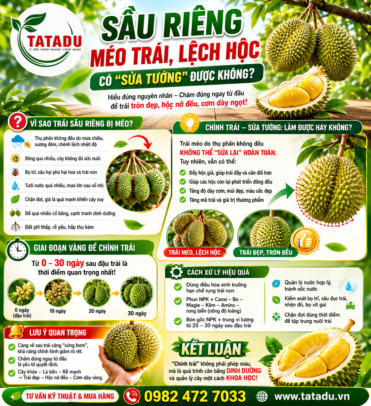 SẦU RIÊNG MÉO TRÁI, LỆCH HỘC – CÓ “SỬA TƯỚNG” ĐƯỢC KHÔNG ?