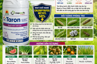 TARON 50EC – GIẢI PHÁP ĐẶC TRỊ SÂU HẠI MẠNH MẼ VỚI HOẠT CHẤT CHLORPYRIFOS METHYL 50%