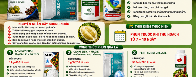 GIẢI PHÁP CHỐNG SƯỢNG NƯỚC SẦU RIÊNG GIAI ĐOẠN MƯA LIÊN TỤC – GIÚP CƠM VÀNG, KHÔ RÁO, CHẤT LƯỢNG CAO