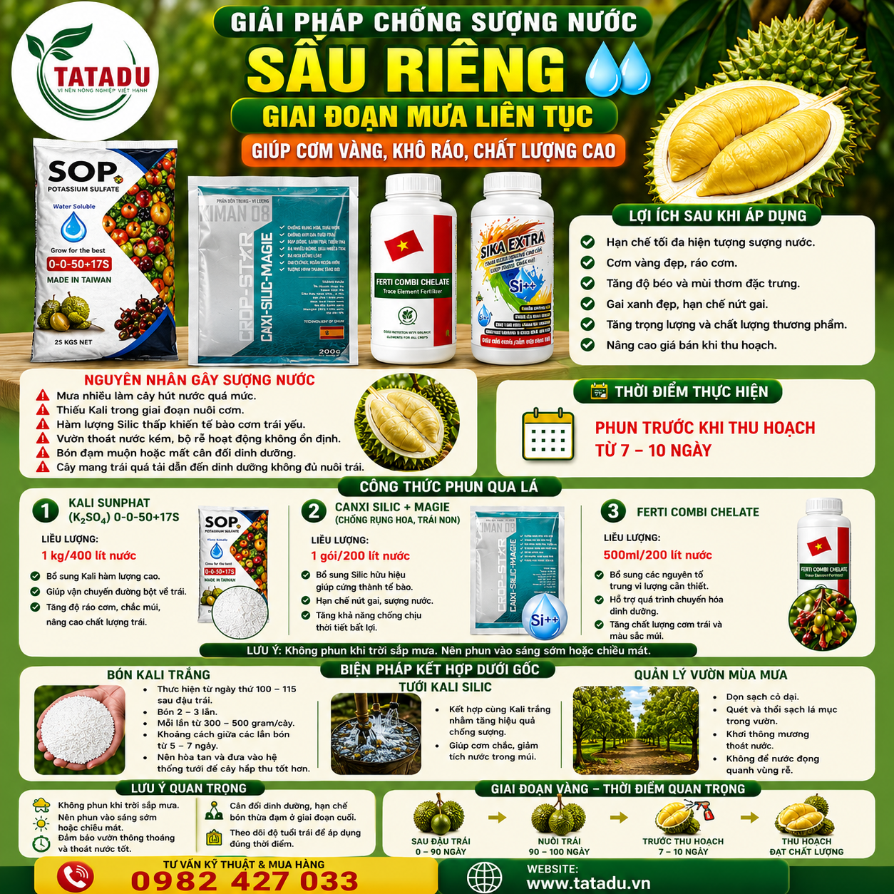 GIẢI PHÁP CHỐNG SƯỢNG NƯỚC SẦU RIÊNG GIAI ĐOẠN MƯA LIÊN TỤC – GIÚP CƠM VÀNG, KHÔ RÁO, CHẤT LƯỢNG CAO