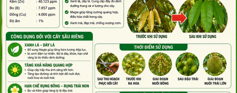 MAGIE KEM BO – GIAI PHAP GIUP SAU RIENG XANH LA DAY LA TANG QUANG HOP NUOI TRAI KHOE