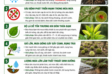 5 ĐIỀU CẦN QUAN TÂM Ở VƯỜN CÂY VÀO MÙA MƯA – GIẢI PHÁP GIÚP CÂY KHỎE, HẠN CHẾ SÂU BỆNH