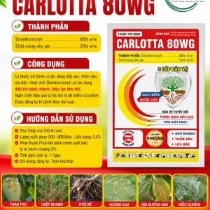 CARLOTTA 80WG