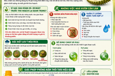 CHÚ Ý GIAI ĐOẠN 20–30 NGÀY TRƯỚC THU HOẠCH SẦU RIÊNG – QUYẾT ĐỊNH CHẤT LƯỢNG CƠM, ĐỘ NGỌT VÀ GIÁ BÁN