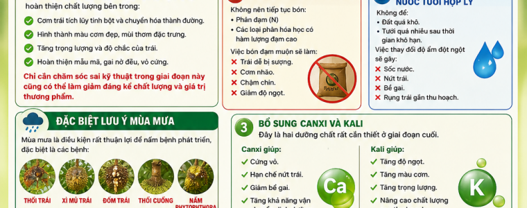 CHU Y GIAI DOAN 20–30 NGAY TRUOC THU HOACH SAU RIENG – QUYET DINH CHAT LUONG COM DO NGOT VA GIA BAN