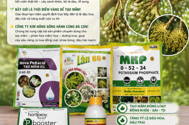 CHUẨN BỊ TẠO MẦM CHO SẦU RIÊNG SAU THU HOẠCH – KHỞI ĐẦU VỤ MÙA MỚI BỘI THU