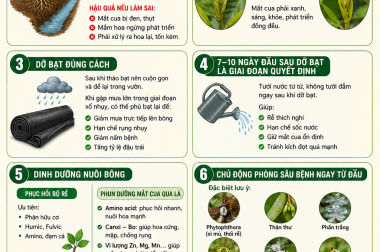DỠ BẠT SẦU RIÊNG LÀM NGHỊCH VỤ: 6 NGUYÊN TẮC VÀNG GIÚP GIỮ MẮT CUA, HẠN CHẾ SỐC NƯỚC, RA HOA ĐỒNG LOẠT