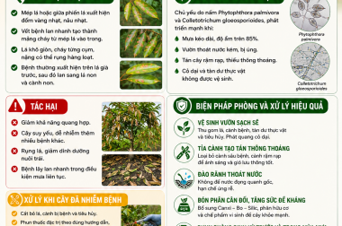 MÙA MƯA CẢNH GIÁC BỆNH CHÁY LÁ TRÊN SẦU RIÊNG – NHẬN BIẾT SỚM, PHÒNG TRỊ HIỆU QUẢ