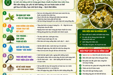 VÌ SAO SẦU RIÊNG RA HOA KHÔNG ĐỀU? NGUYÊN NHÂN VÀ CÁCH KHẮC PHỤC HIỆU QUẢ GIÚP HOA RA ĐỒNG LOẠT