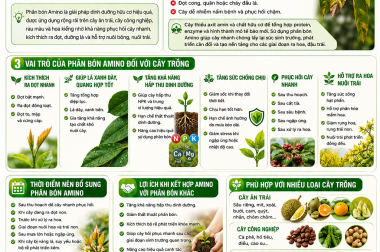 PHÂN BÓN AMINO – GIẢI PHÁP PHỤC HỒI CÂY NHANH, RA ĐỌT MẠNH, LÁ XANH BỀN, TĂNG SỨC ĐỀ KHÁNG
