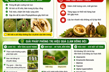 SÂU ĐỤC TRÁI SẦU RIÊNG – KẺ PHÁ HOẠI ÂM THẦM, CẦN PHÒNG TRỪ KỊP THỜI