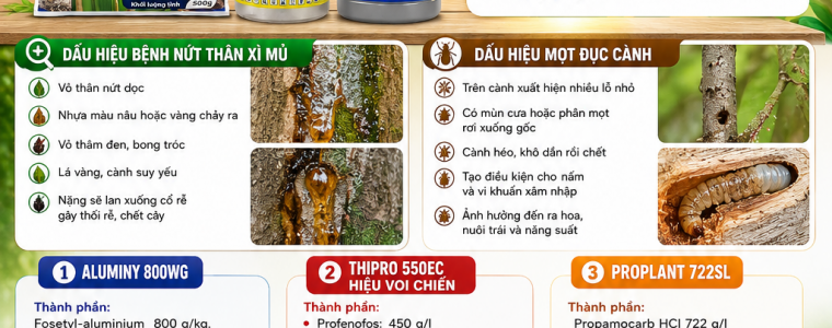 PHONG TRI BENH NUT THAN XI MU MOT DUC CANH TREN SAU RIENG HIEU QUA VOI BO 3 ALUMINY 800WG THIPRO 550EC HIEU VOI CHIEN PROPLANT 722SL