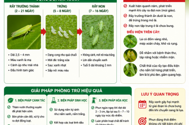 RẦY XANH HẠI SẦU RIÊNG – NHẬN BIẾT SỚM, PHÒNG TRỪ HIỆU QUẢ ĐỂ BẢO VỆ ĐỌT NON VÀ NĂNG SUẤT VƯỜN CÂY