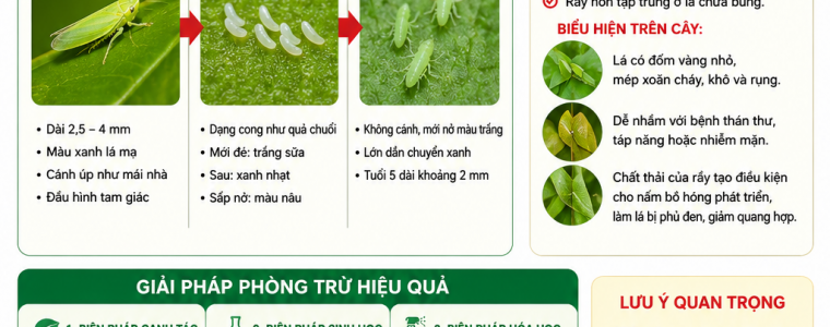 RAY XANH HAI SAU RIENG – NHAN BIET SOM PHONG TRU HIEU QUA DE BAO VE DOT NON VA NANG SUAT VUON CAY