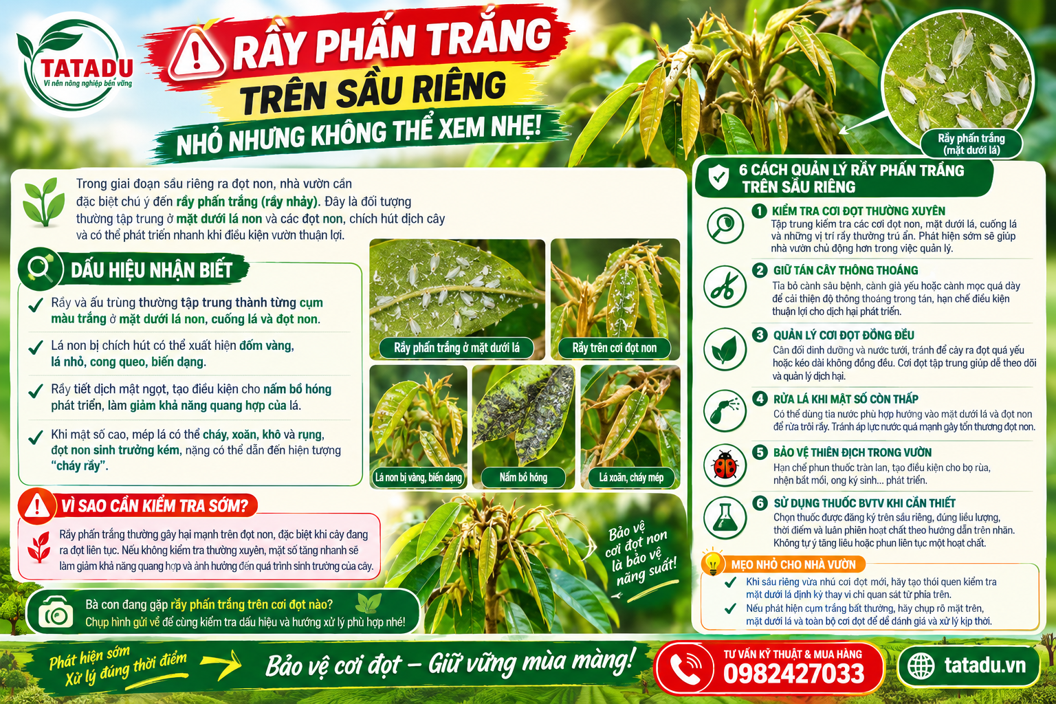 RAY PHAN TRANG TREN SAU RIENG